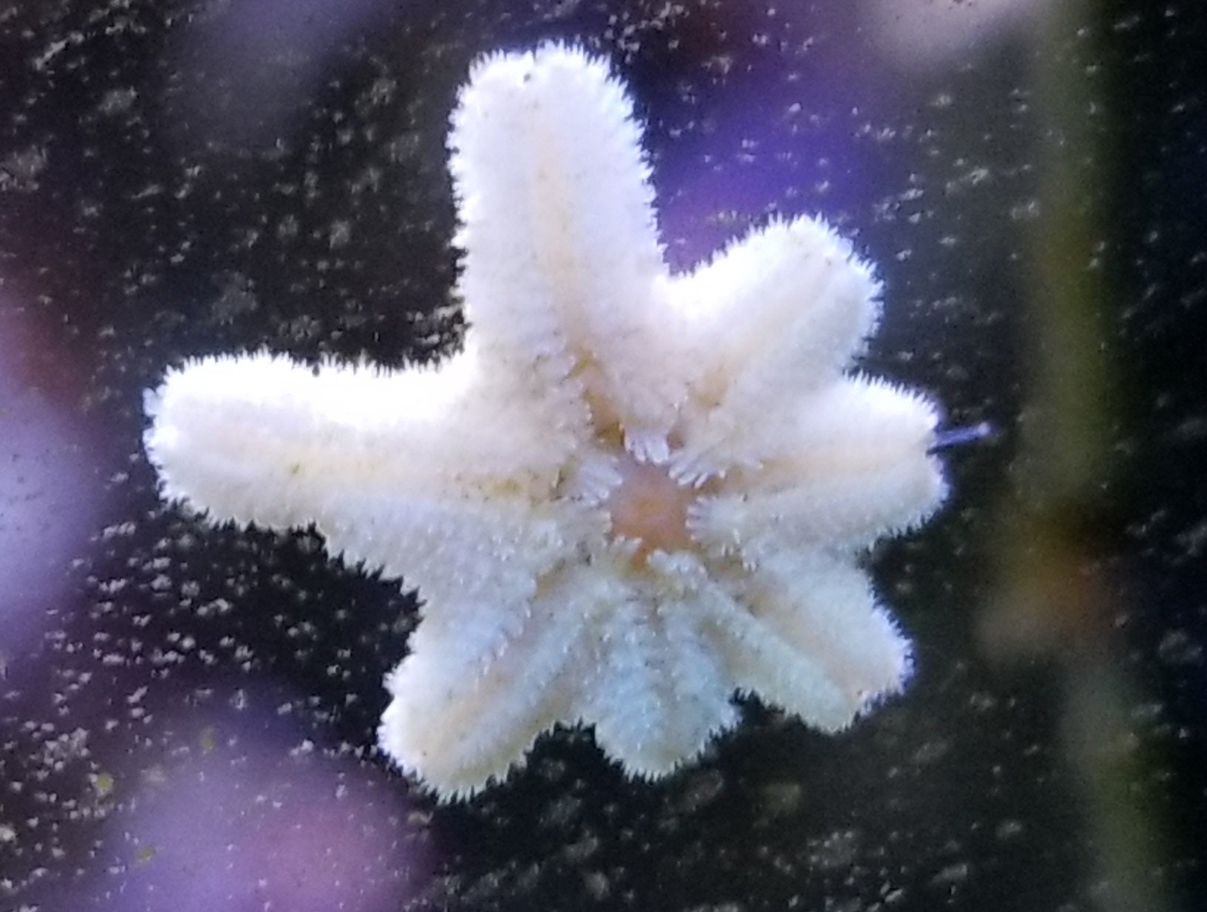 Pack of "Asterina" Aquilonastra SeaStars Starfish