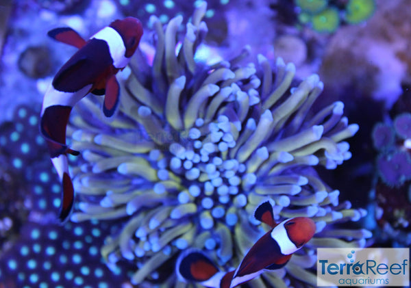 Aquacultured Aussie Gold Torch Coral Stock