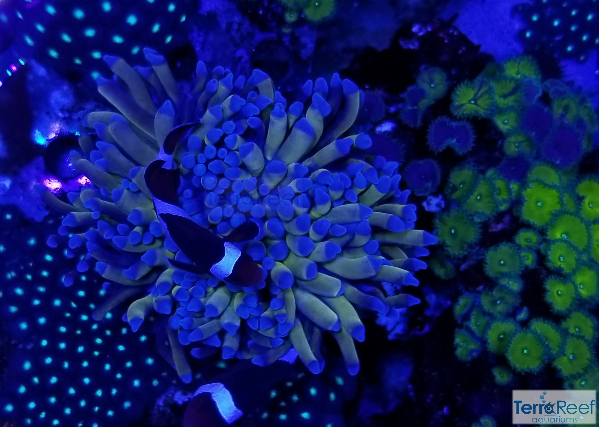 Clownfish hosting in Aussie Gold Torch Coral Euphyllia aquacultured LPS