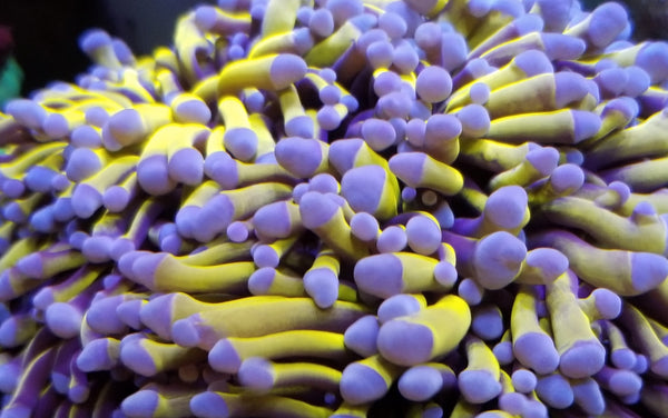 Aquacultured Aussie Gold Torch Coral Stock