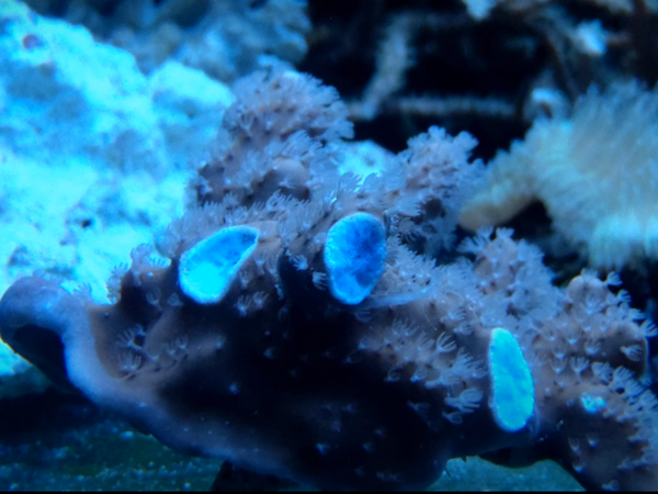 Blue ridge coral