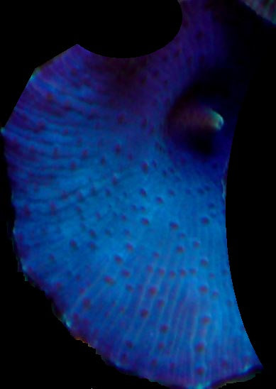 Blue Mushroom Stock
