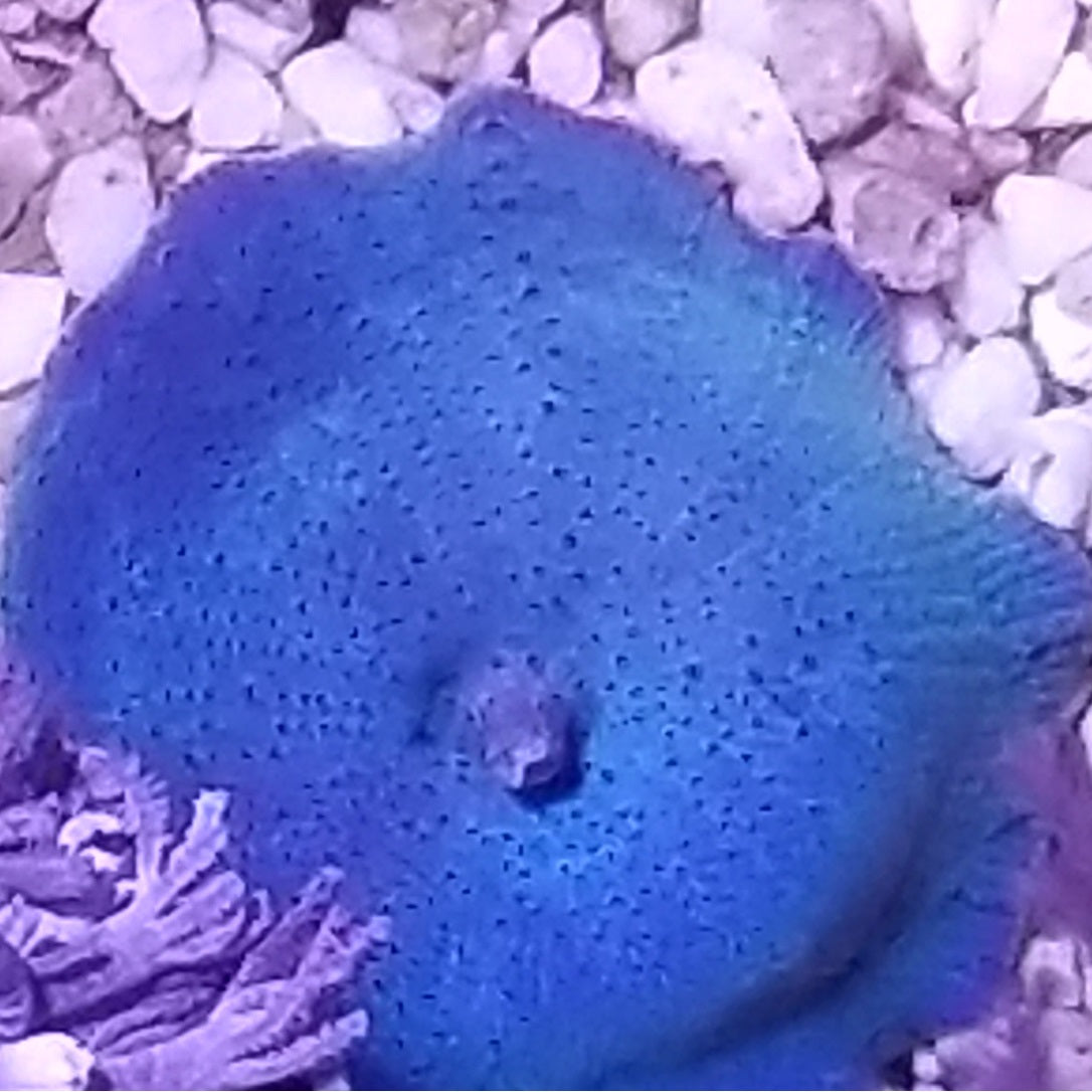 Blue Mushroom Stock