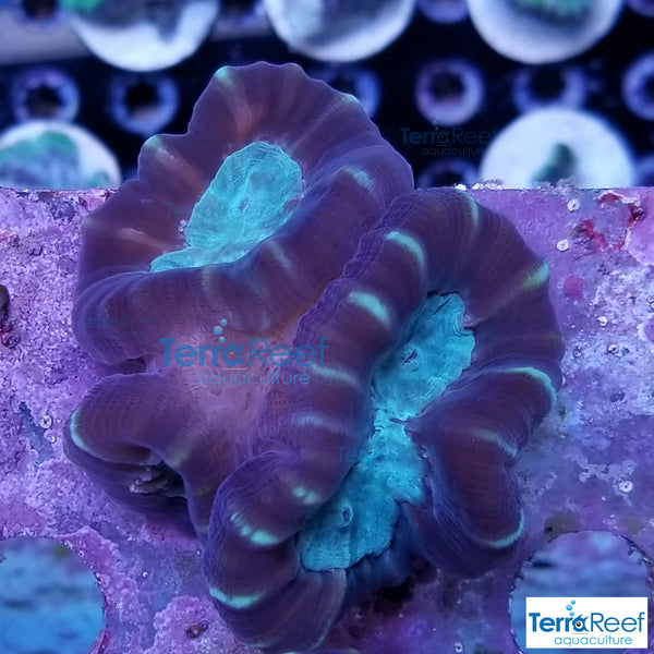 Brown and Green Pinwheel Candy Cane Frag Stock