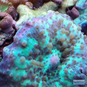 Crazy Sully Mushroom coral