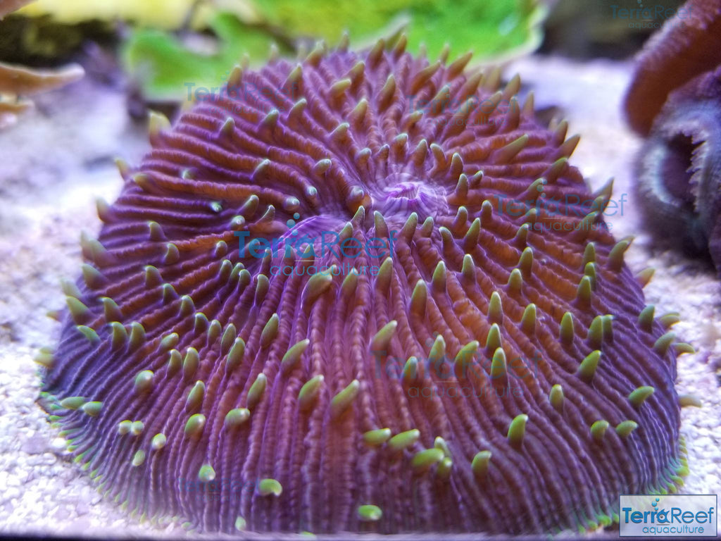 ReefGen Project-X Fungid Fungia Plate Coral Stock