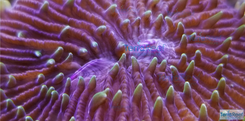ReefGen Project-X Fungid Fungia Plate Coral Stock