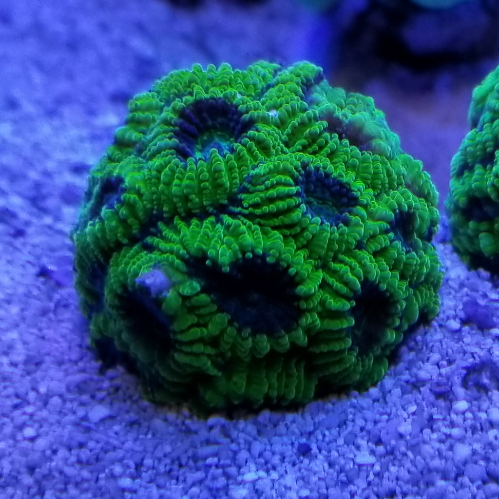 Green Brain Coral Frag Favia Favites Stock TerraReef