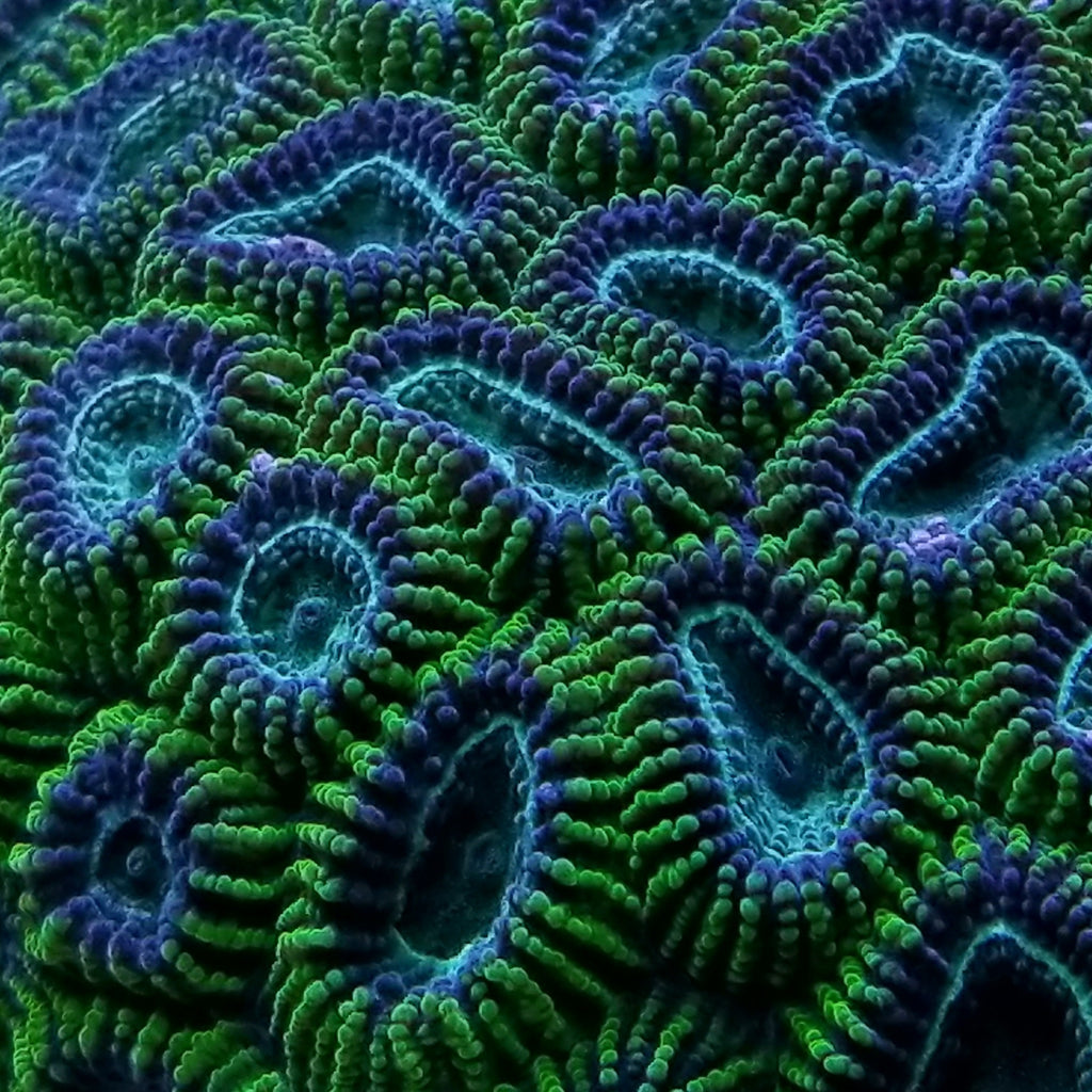 Green Brain Coral Frag Favia Favites Stock