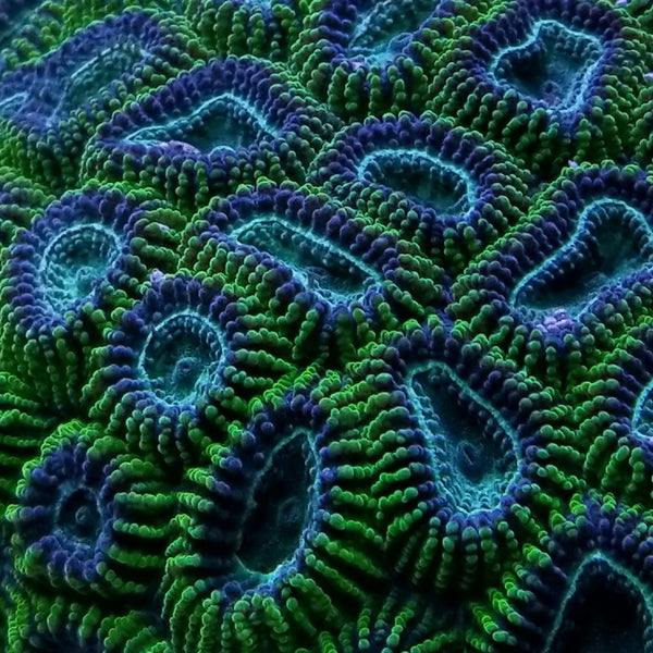 Green Brain Coral Frag Favia Favites Stock