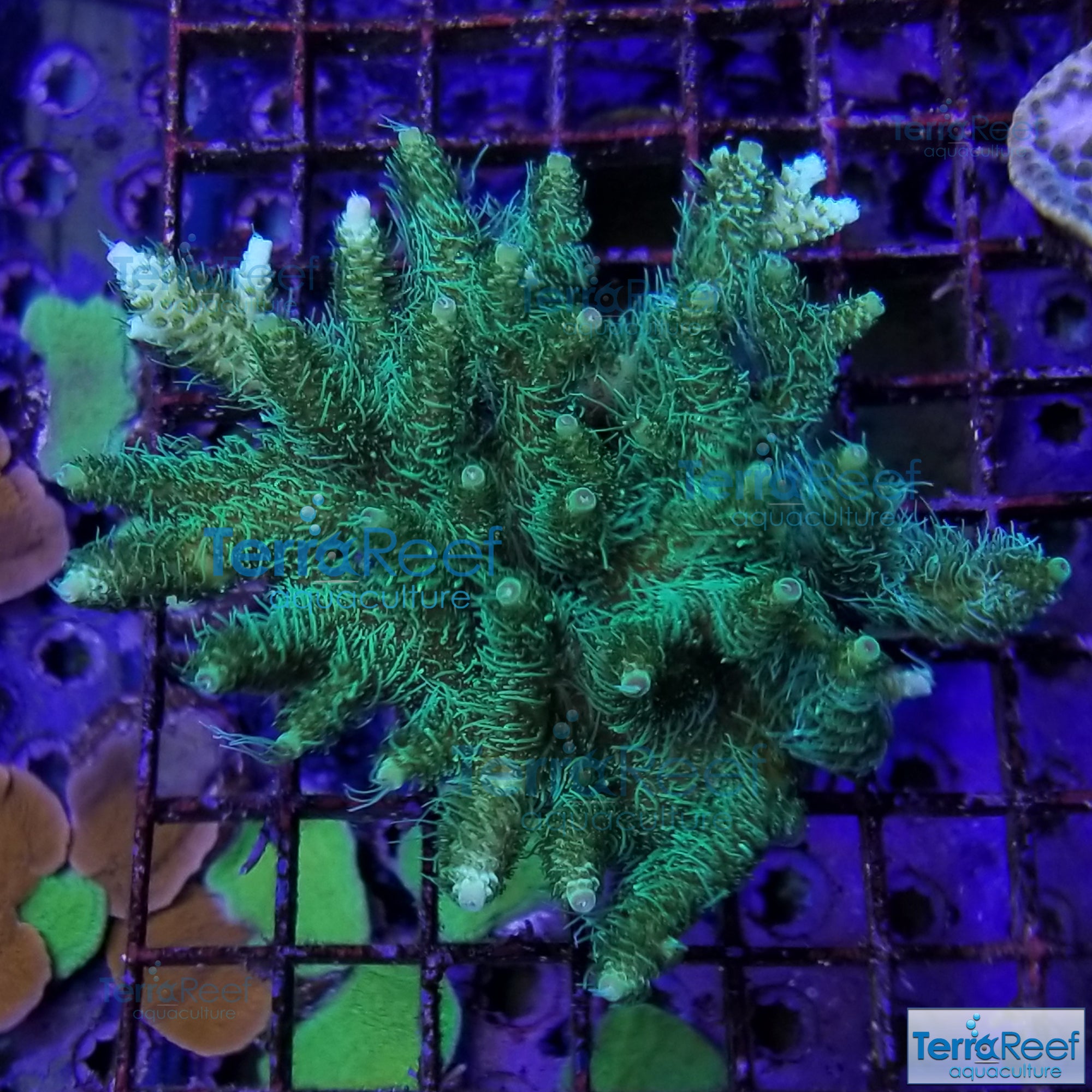 Frilly Green Acro Frag Stock