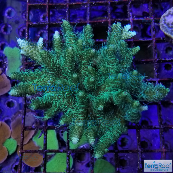 Frilly Green Acro Frag Stock