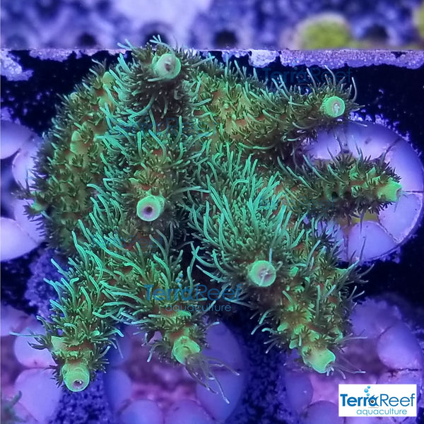 Frilly Green Acro Frag Stock
