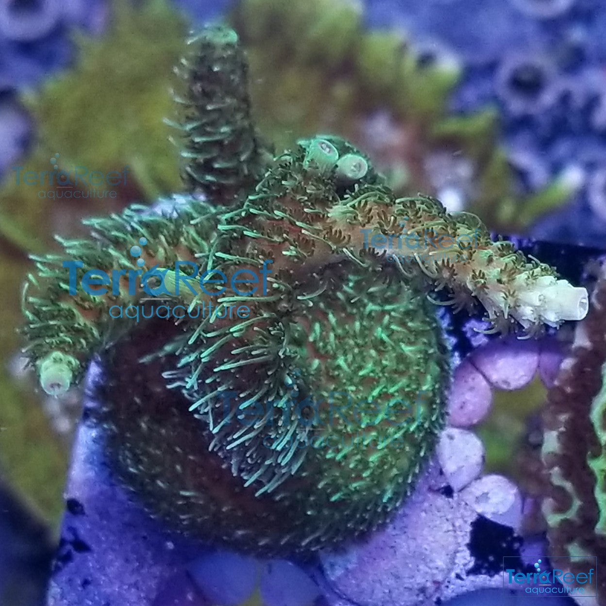 Frilly Green Acro Frag Stock