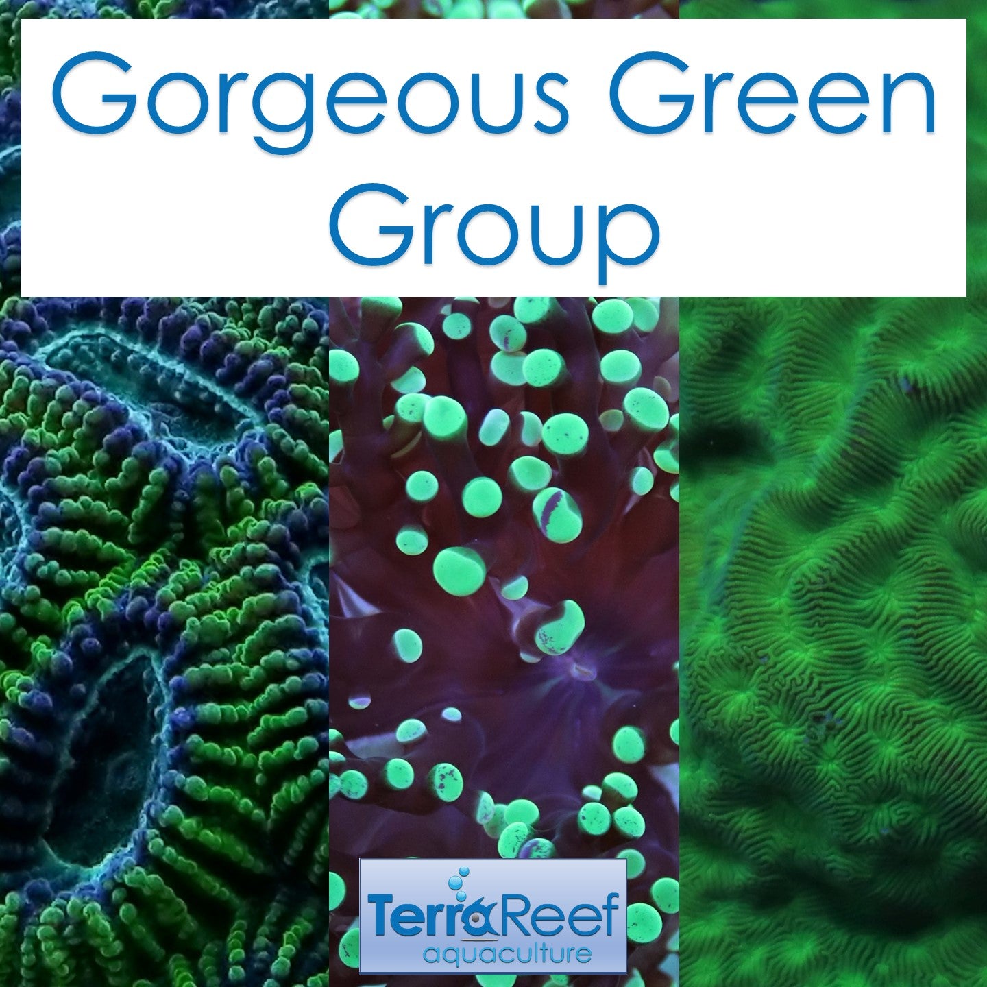 Gorgeous Green Group