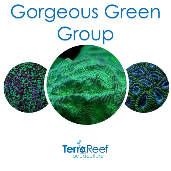 Gorgeous Green Group