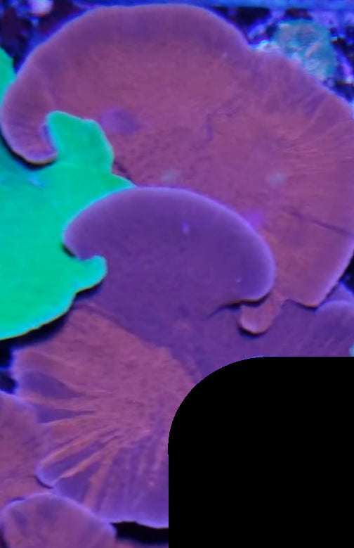 Grafted ORA Purple and Red Monti Cap Frag Stock