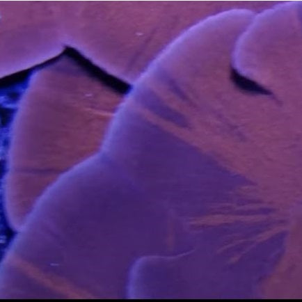 Grafted ORA Purple and Red Monti Cap Frag Stock