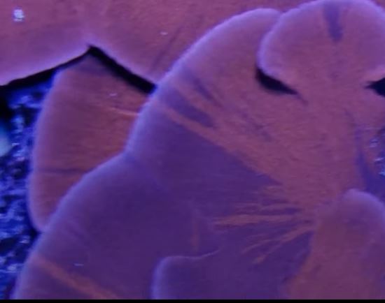 Grafted ORA Purple and Red Monti Cap Frag Stock