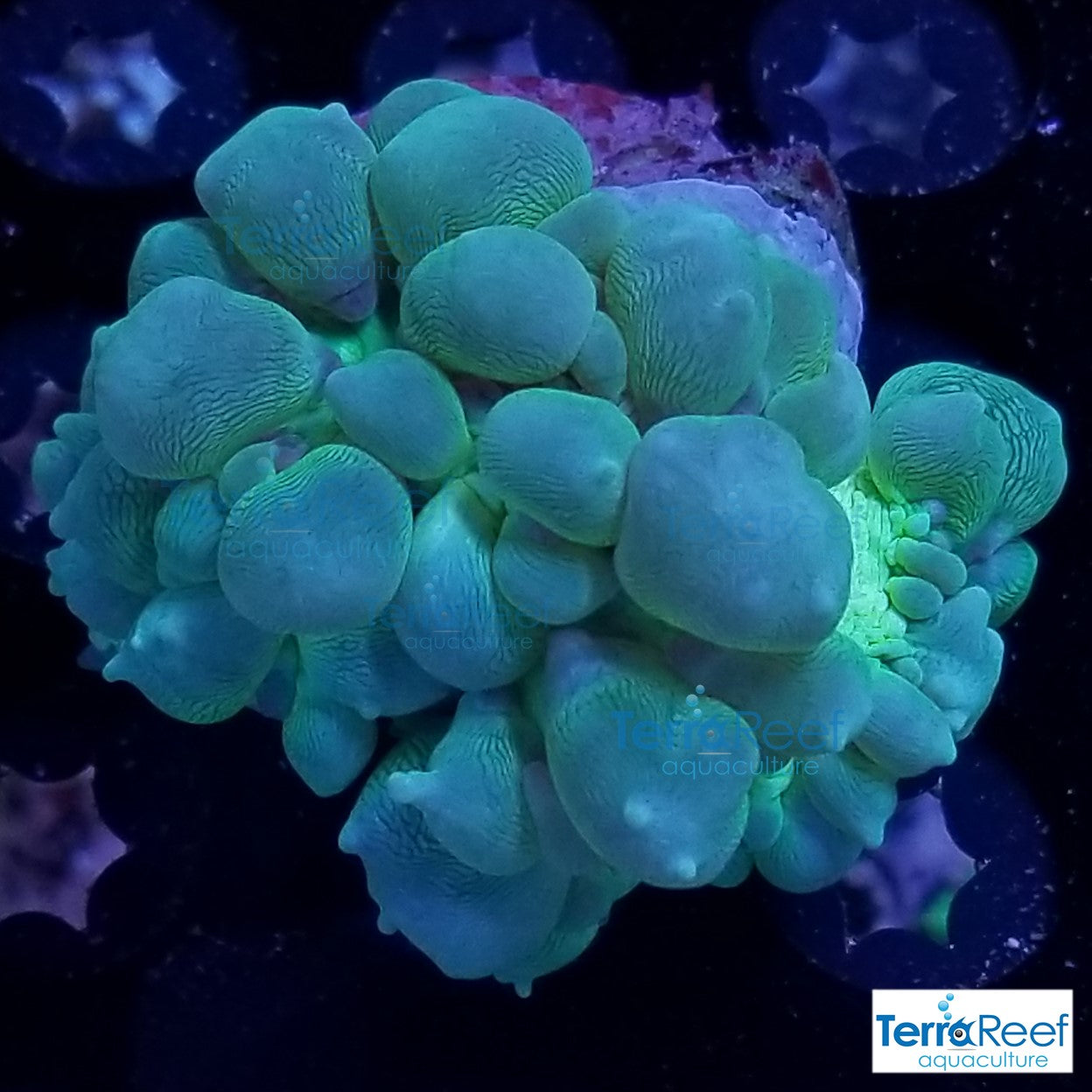 Green Bubble Coral Stock