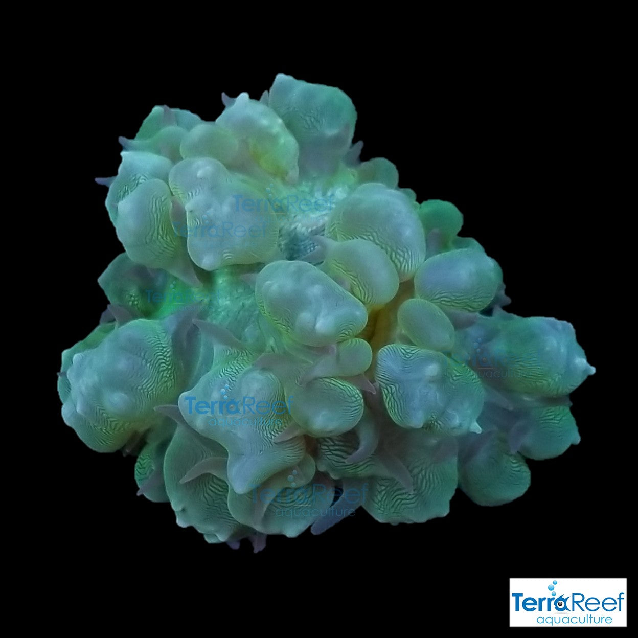 Green Bubble Coral Stock