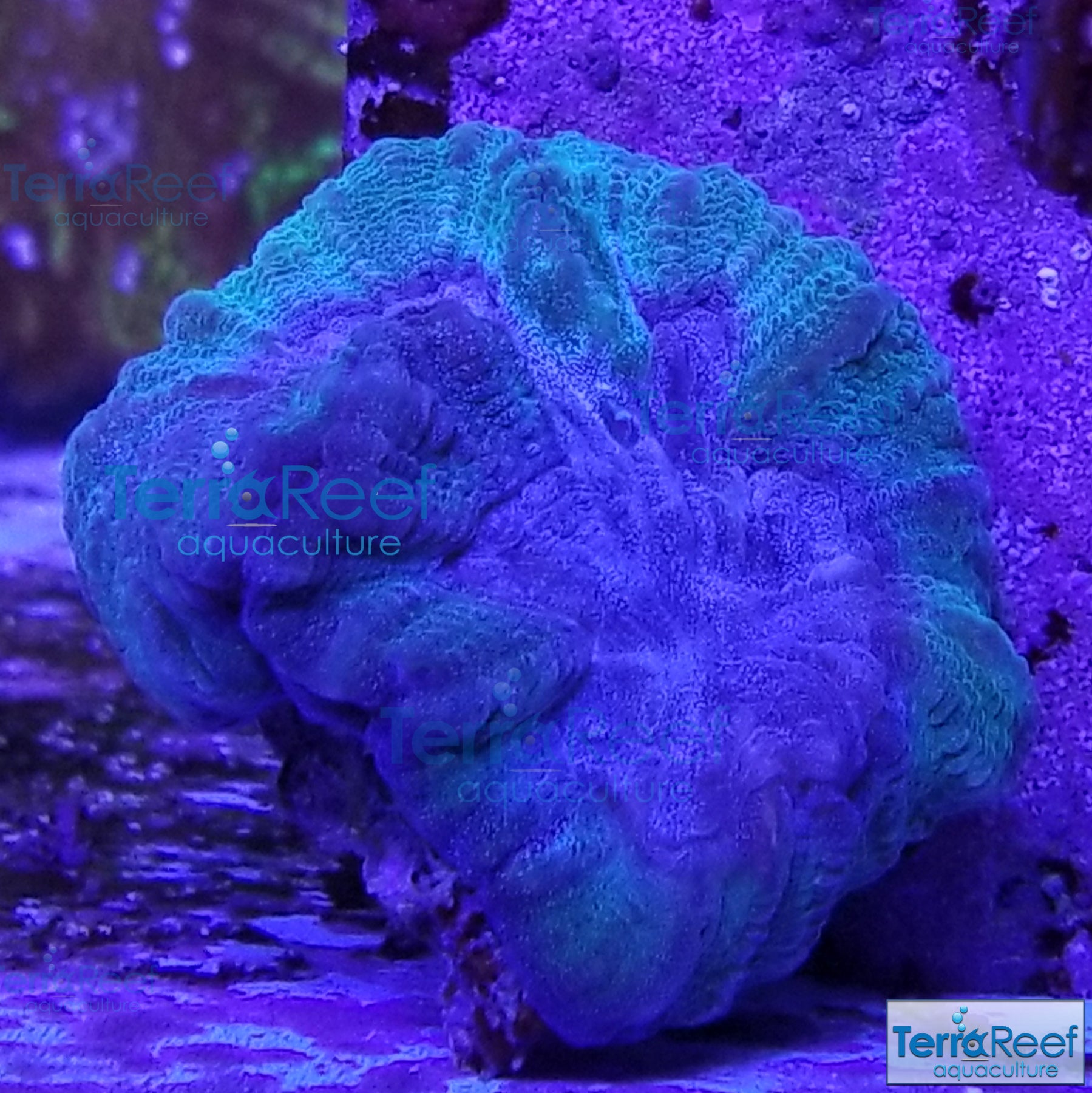 Green and Teal Oulophyllia bennettae coral Stock