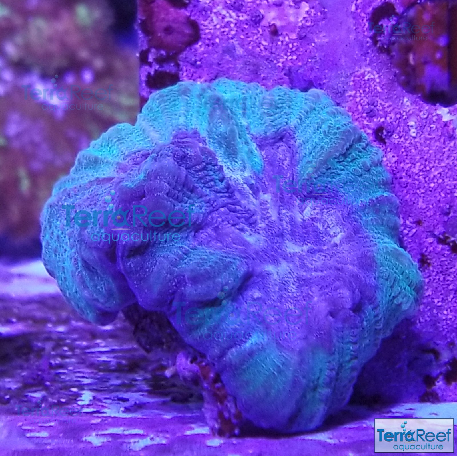 Green and Teal Oulophyllia bennettae coral Stock