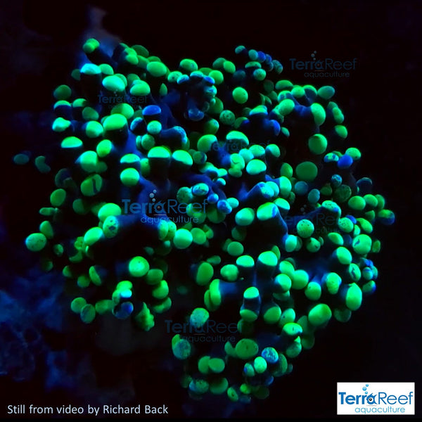 Green frogspawn Frag Stock