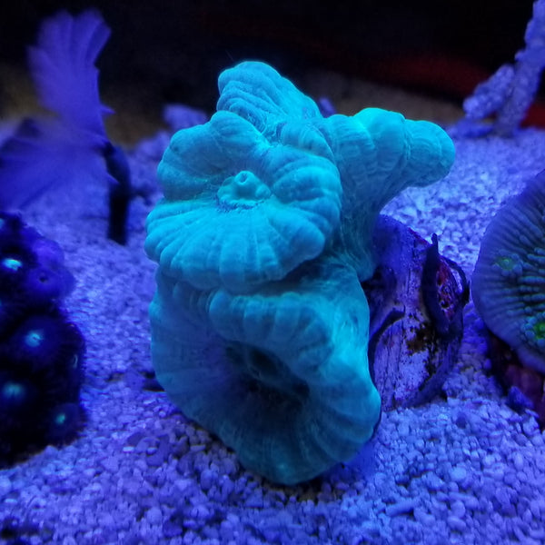 Green Candy Cane Frag Stock