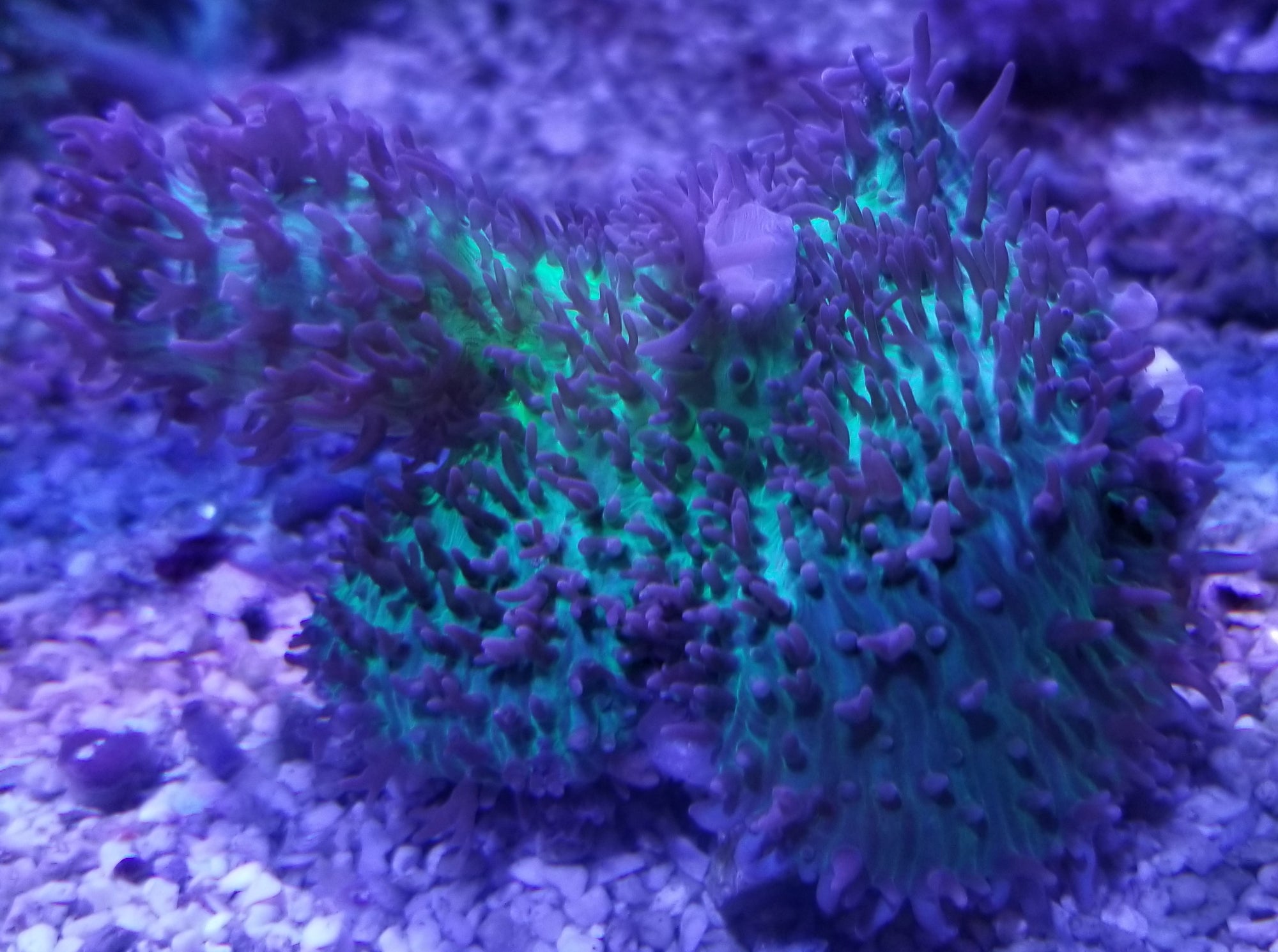 Green Hairy Mushroom
