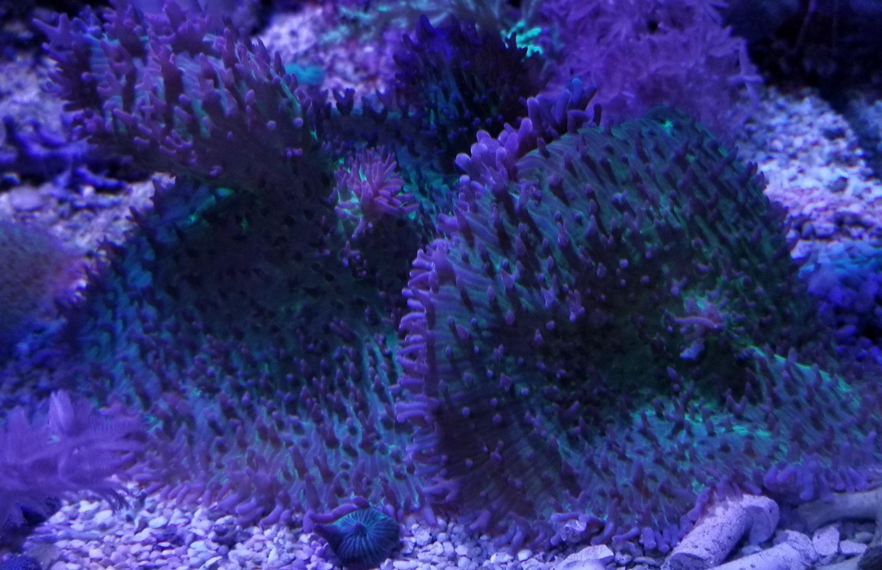Green Hairy Mushroom