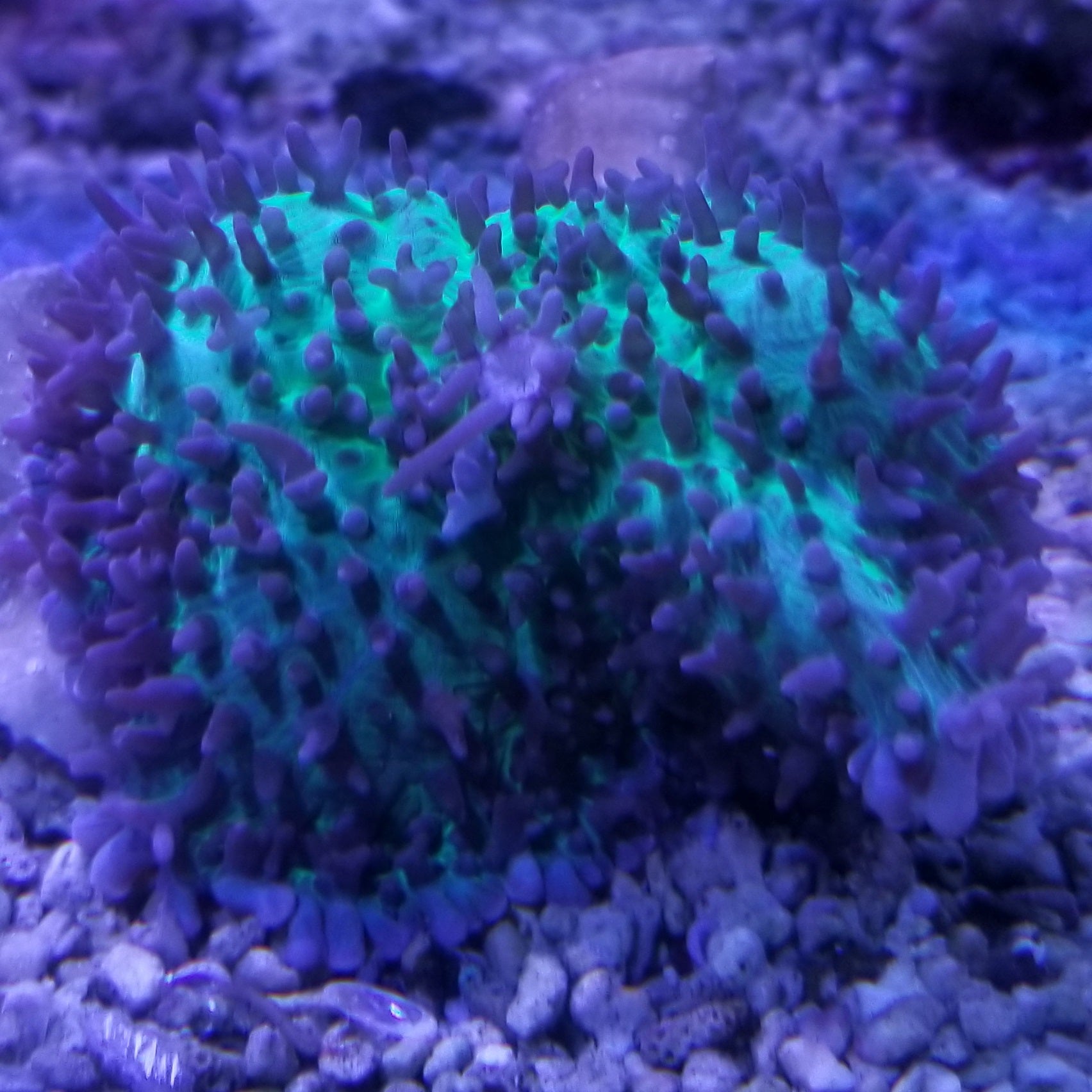 Green Hairy Mushroom