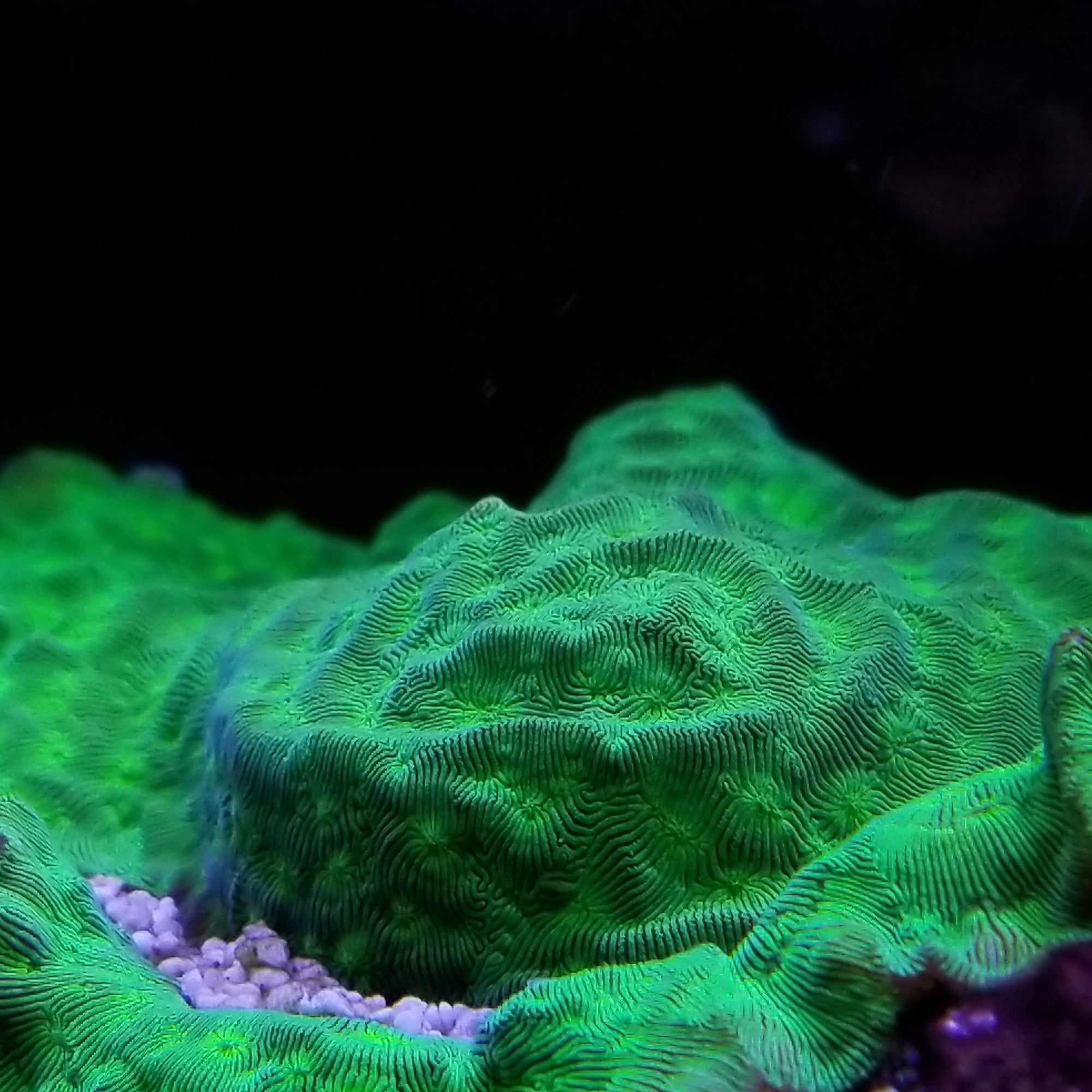Green Leptoseris Frag Stock