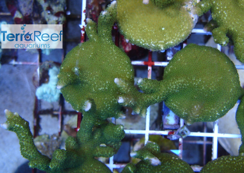 Green Montipora digitata "digi" Frag Stock