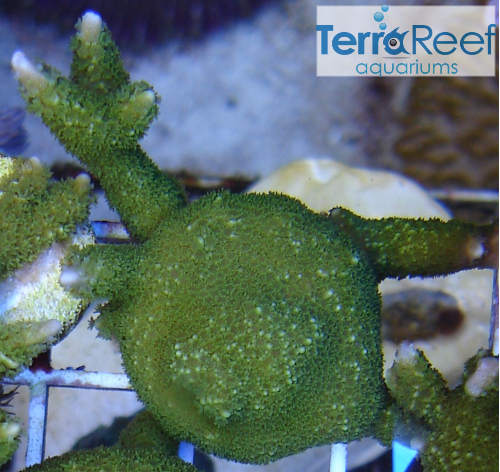 Green Montipora digitata "digi" Frag Stock