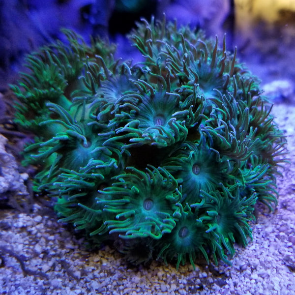 Pagoda cup coral (Turbinaria sp.) Frag Stock