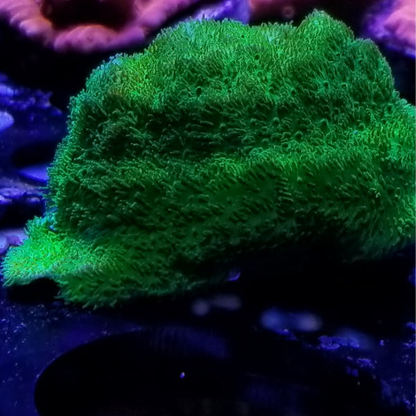 Green Psammocora Frag Stock