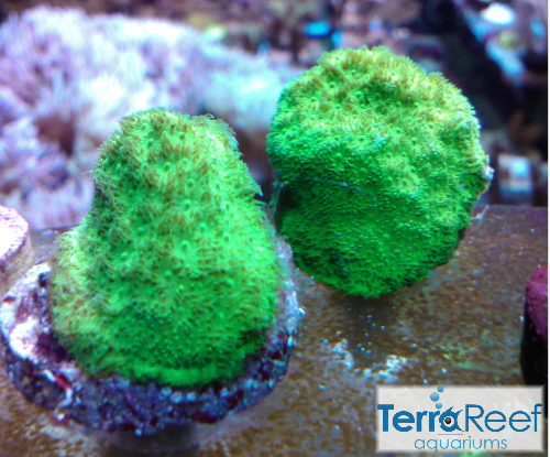 Green Psammocora Frag Stock