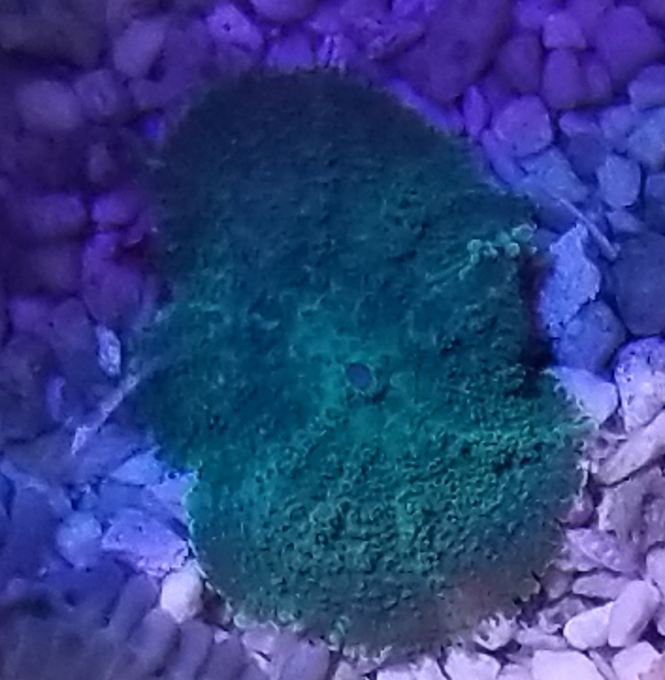 Green Rhodactis Mushroom