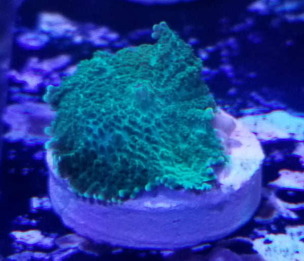 Green Rhodactis Mushroom