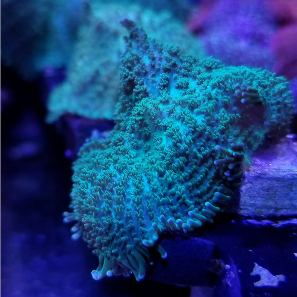 Green Rhodactis Mushroom