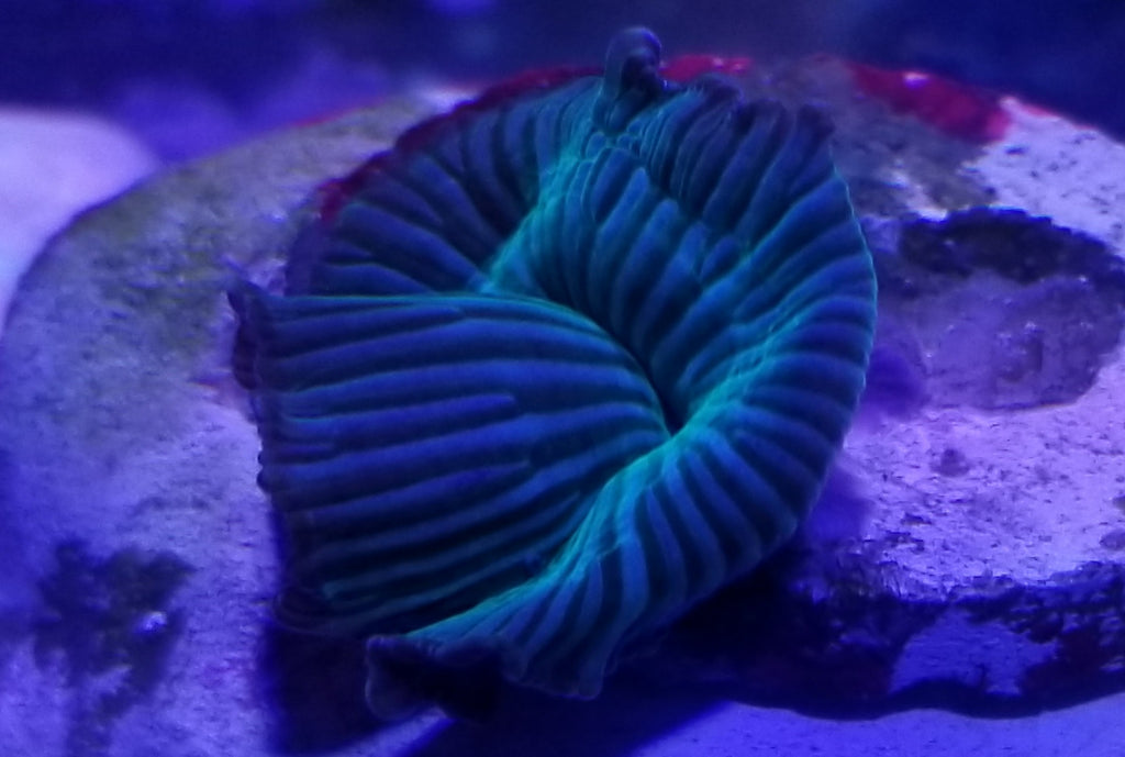 Striped Mushroom Stock