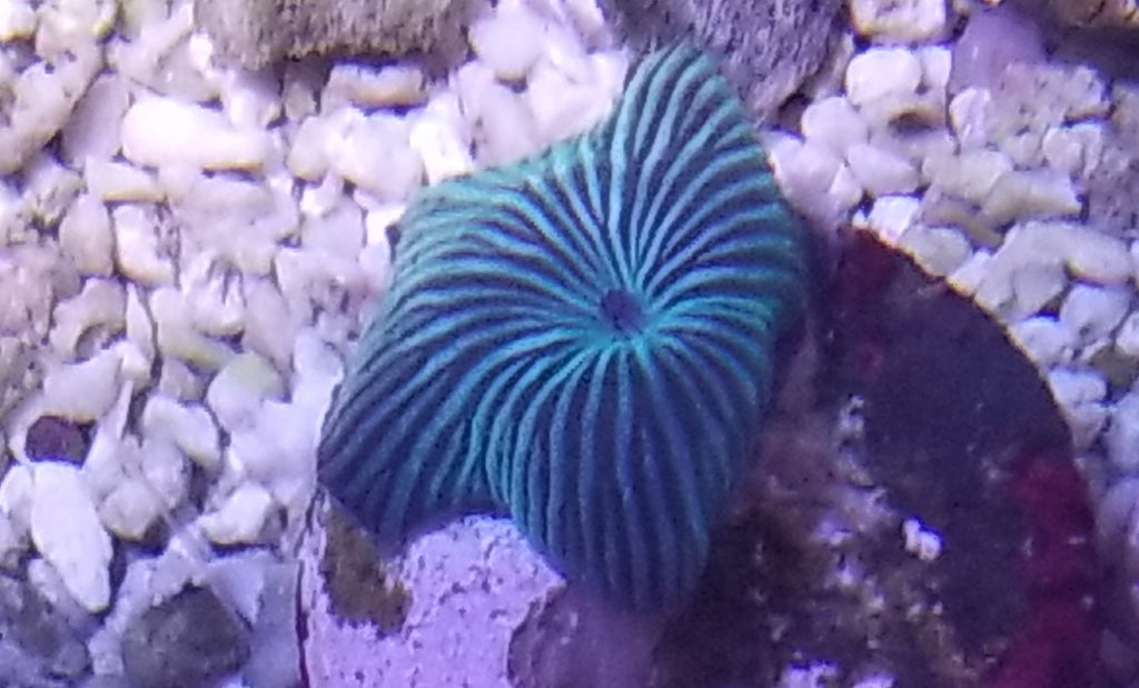 Stripe Mushroom Stock