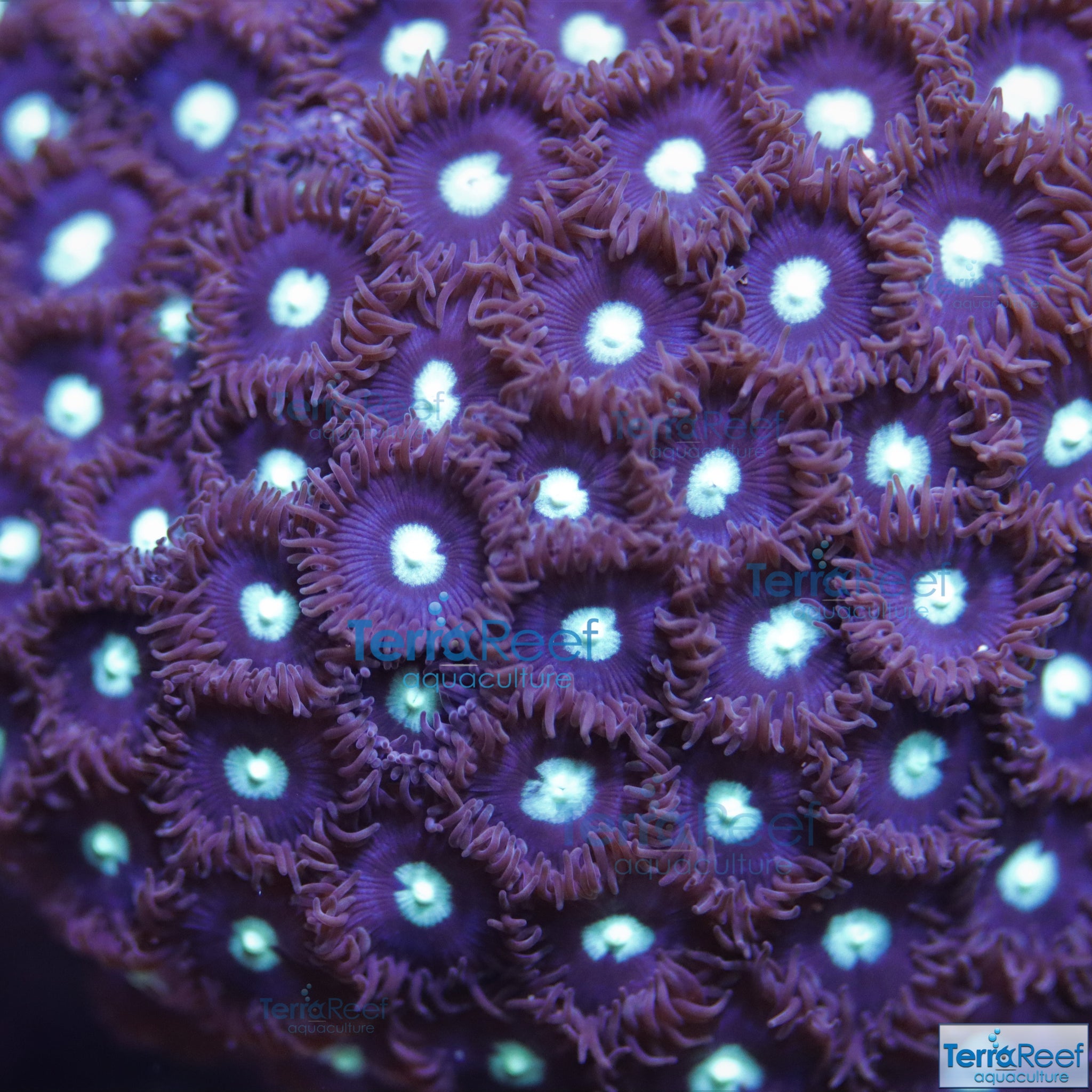 Mint Chocolate Chip Zoanthid Frag Stock