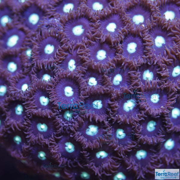 Mint Chocolate Chip Zoanthid Frag Stock