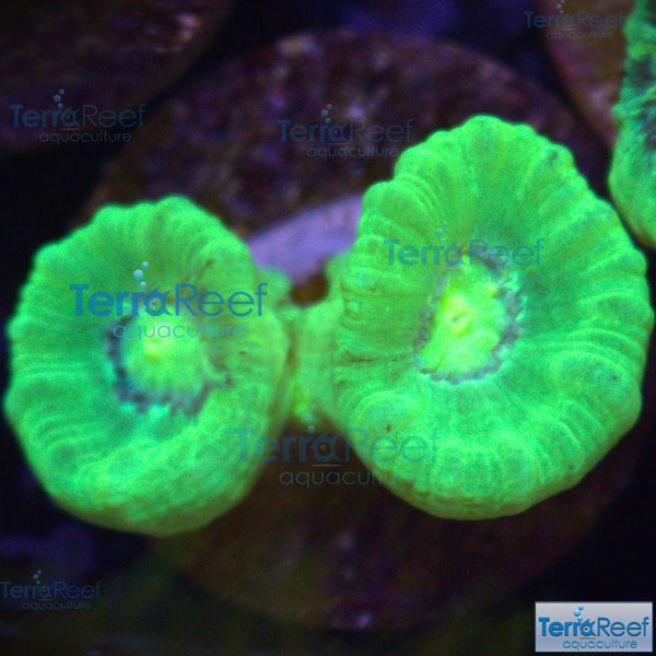 Nuclear Trumpet (Candy Cane Coral) Frag Stock