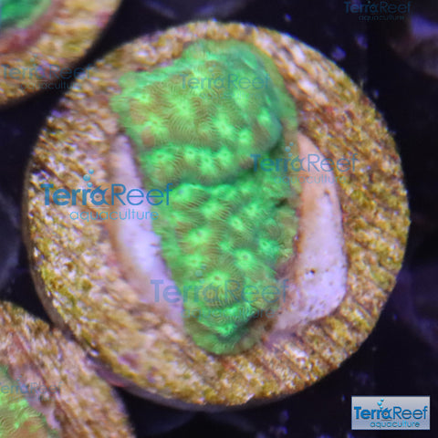 Green Leptoseris WYSIWYG Coral Frag 18