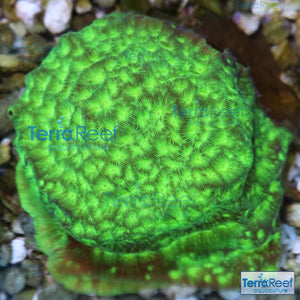Green Leptoseris WYSIWYG Coral Frag 19