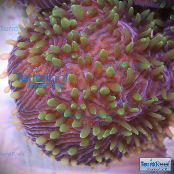 ReefGen Project X Fungid Fungia Plate WYSIWYG Frag 10
