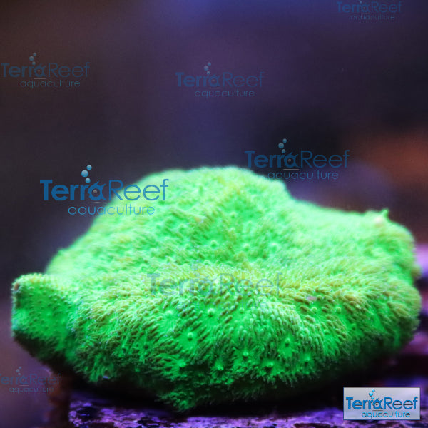 Green Psammocora Frag WYSIWYG 11